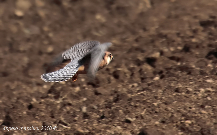 femmina di Falco cuculo